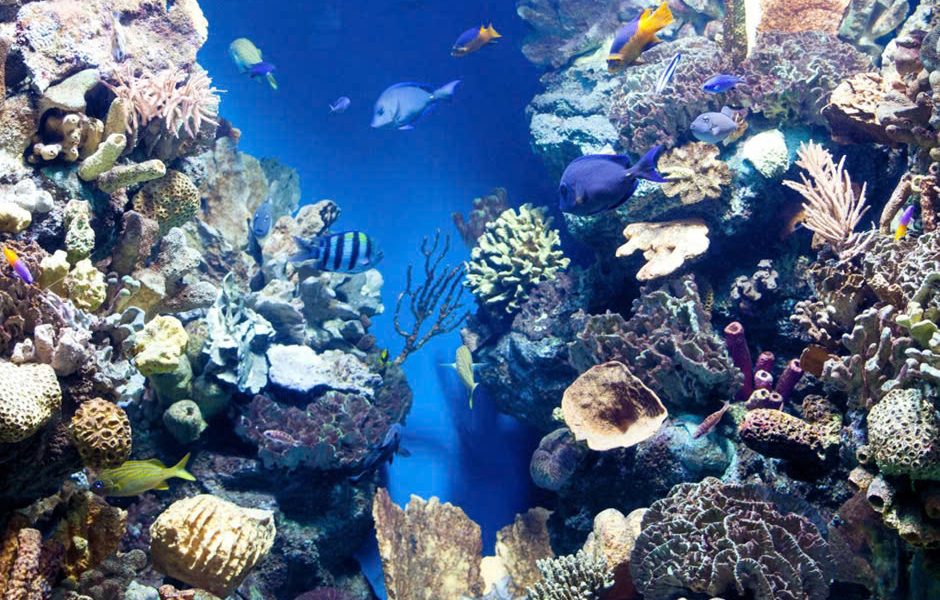 TDG Group, nhà đầu tư của The Maris Vũng Tàu, sẽ tiến hành xây dựng một vườn rạn san hô nhân tạo tại bãi biển Chí Linh, nằm ven bờ khu vực phía Nam Mũi Nghinh Phong.